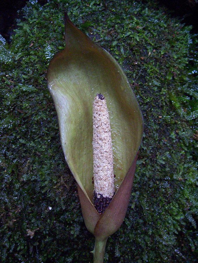 Photo of Anchomanes difformis uploaded by eclayne