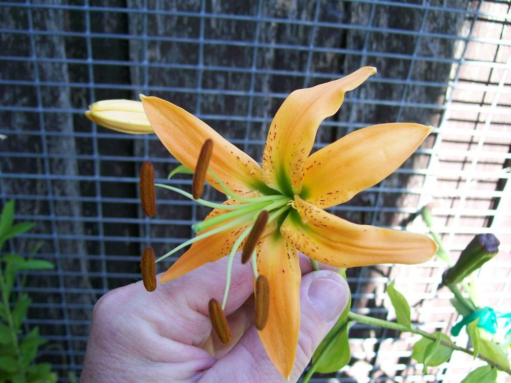 Photo of Lily (Lilium 'Tall Boy') uploaded by gwhizz