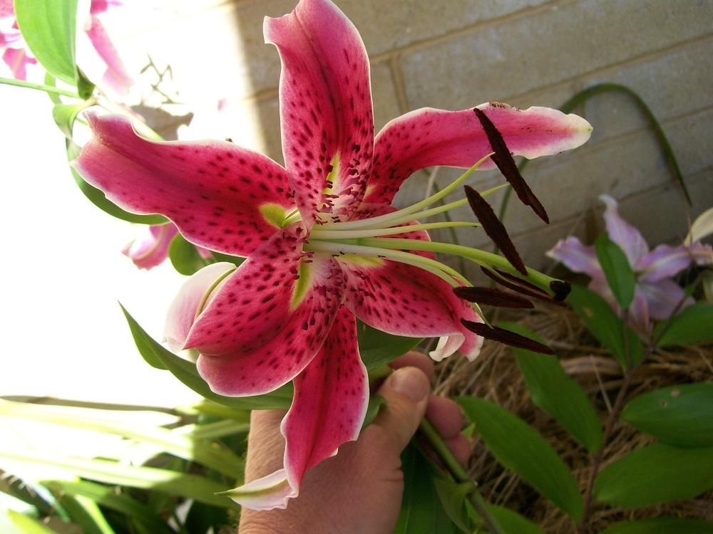 Photo of Lily (Lilium 'Scarlet Delight') uploaded by gwhizz