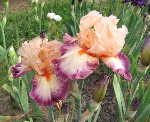 Photo of Tall Bearded Iris (Iris 'Come Away with Me') uploaded by starwoman