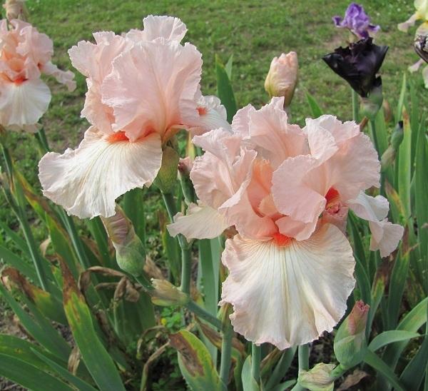 Photo of Tall Bearded Iris (Iris 'Peppermint Cream') uploaded by starwoman
