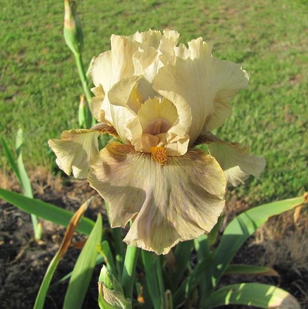 Photo of Tall Bearded Iris (Iris 'Ozone Alert') uploaded by starwoman