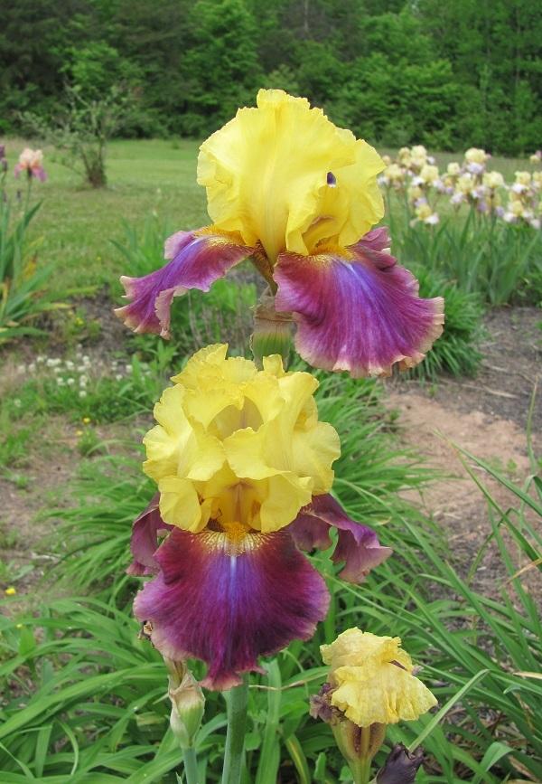 Photo of Tall Bearded Iris (Iris 'Flying Carpet') uploaded by starwoman