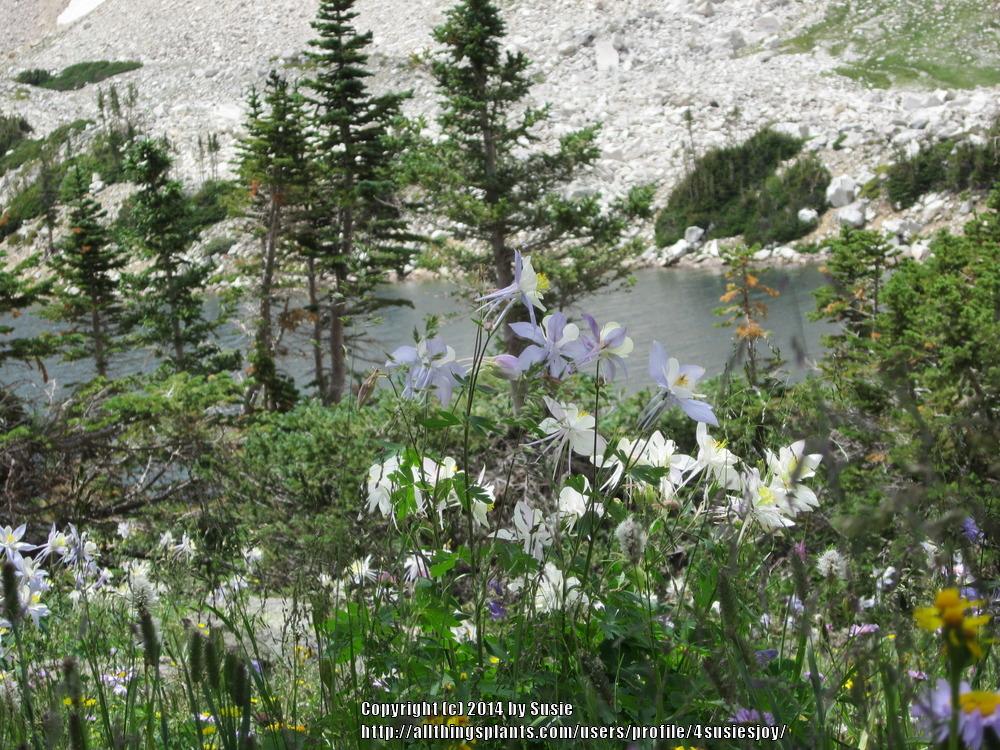 Photo of Rocky Mountain Columbine (Aquilegia coerulea) uploaded by 4susiesjoy
