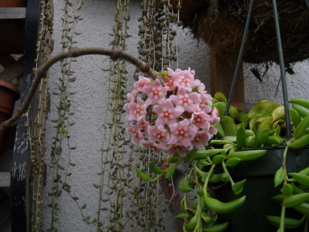Photo of Hindu Rope Hoya (Hoya carnosa 'Compacta') uploaded by LAGardengirl
