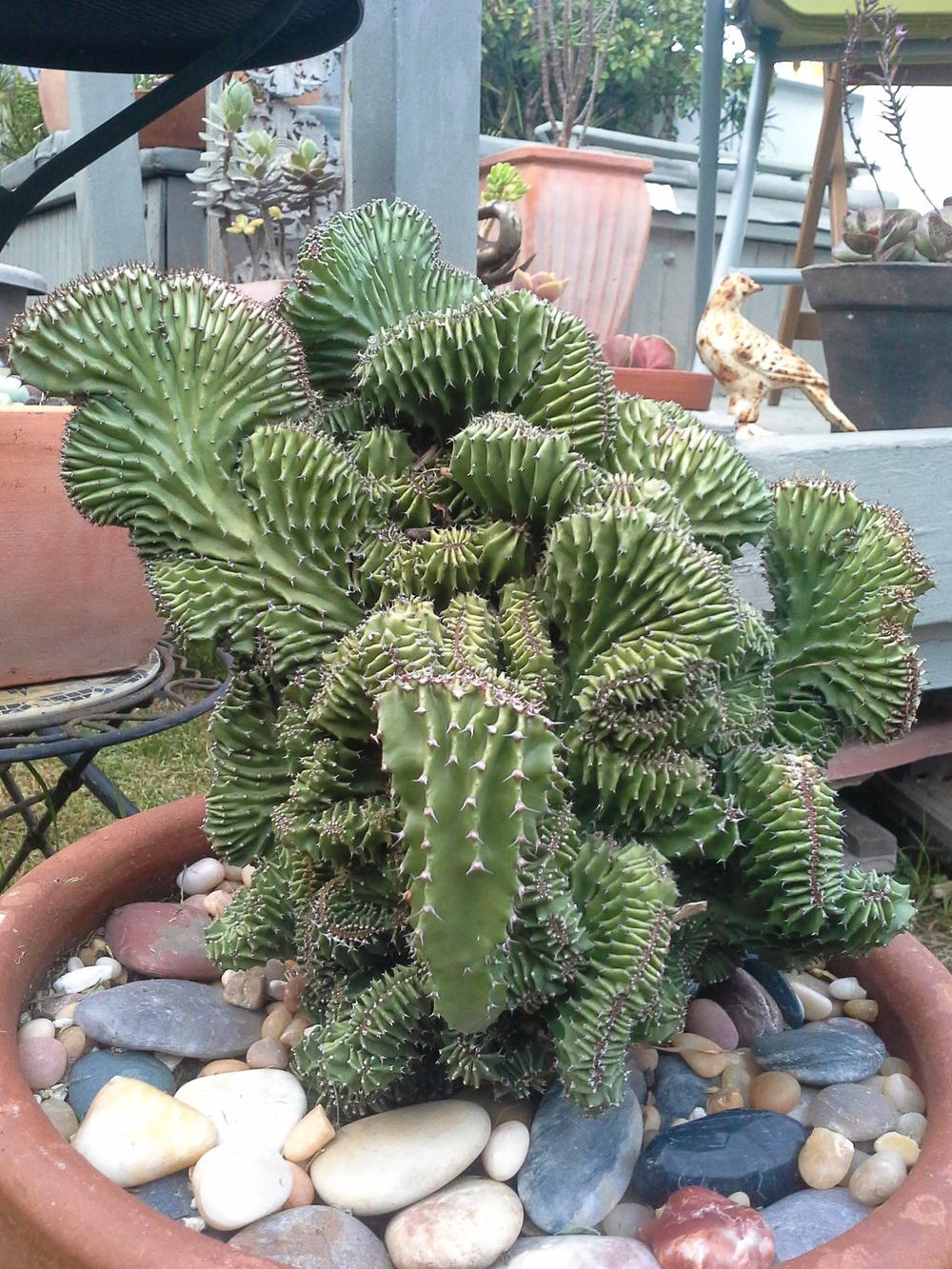 Photo of Elkhorn (Euphorbia lactea 'Cristata') uploaded by LAGardengirl