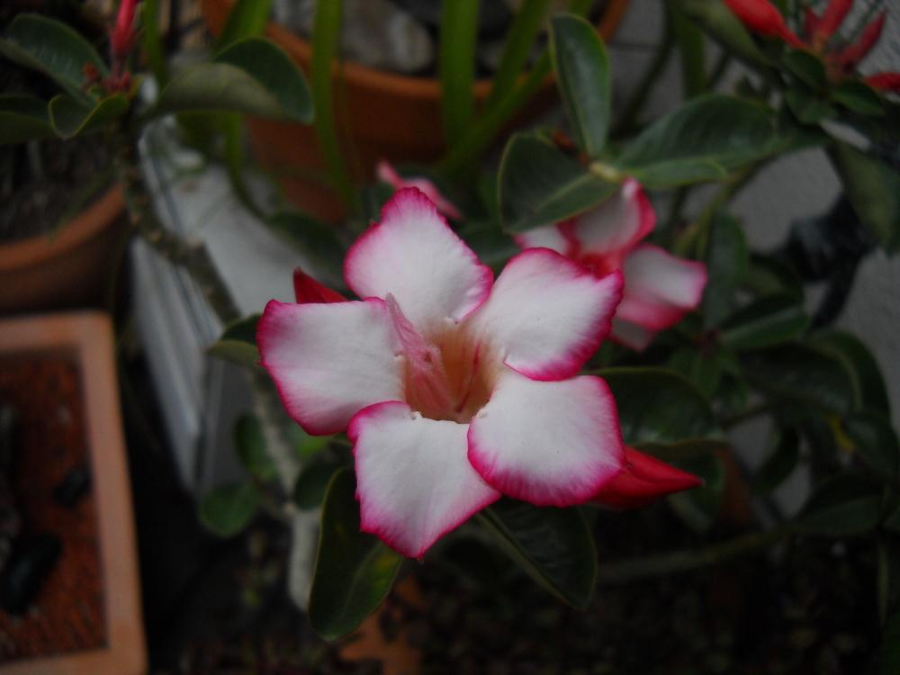 Photo of Desert Rose (Adenium obesum) uploaded by LAGardengirl