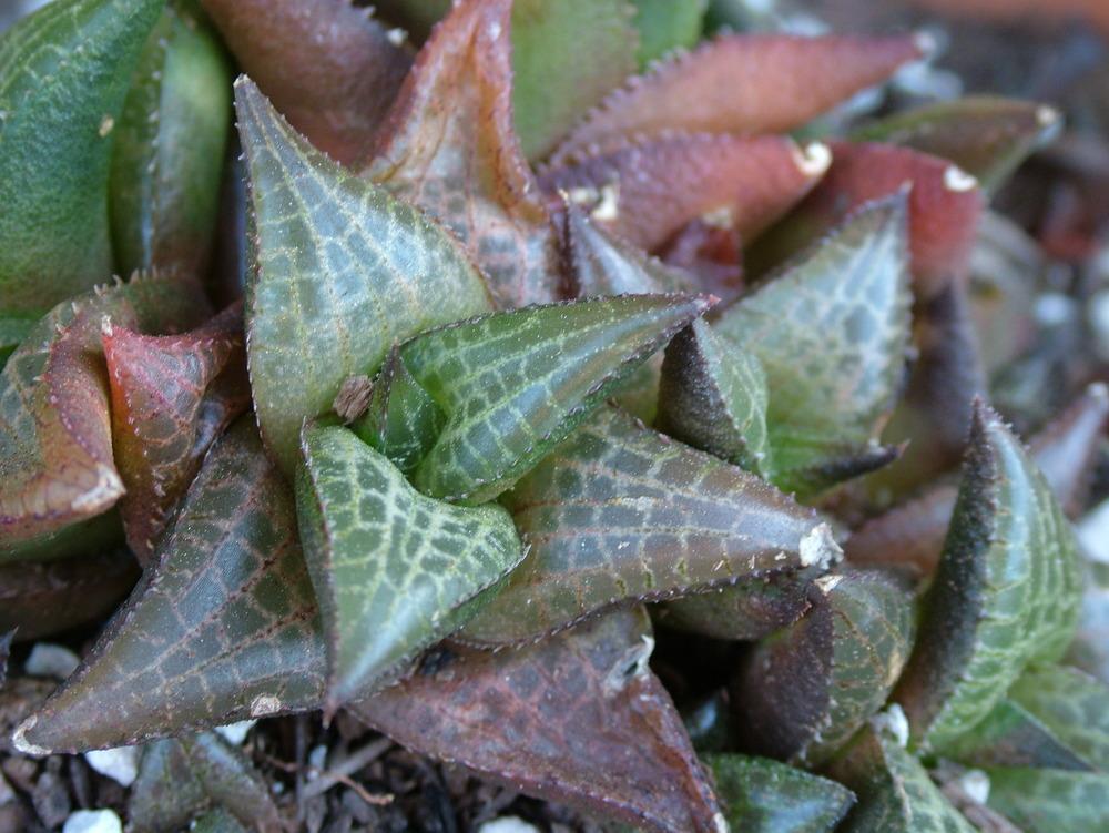 Photo of Haworthiopsis tessellata uploaded by LAGardengirl