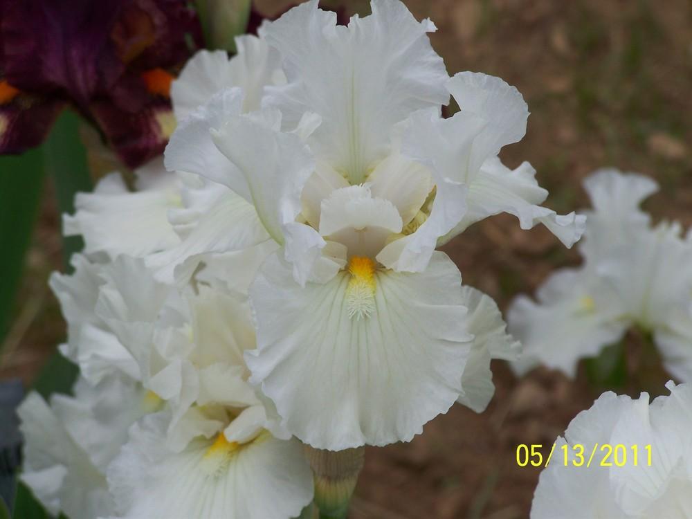 Photo of Intermediate Bearded Iris (Iris 'Frosty Elegance') uploaded by Misawa77