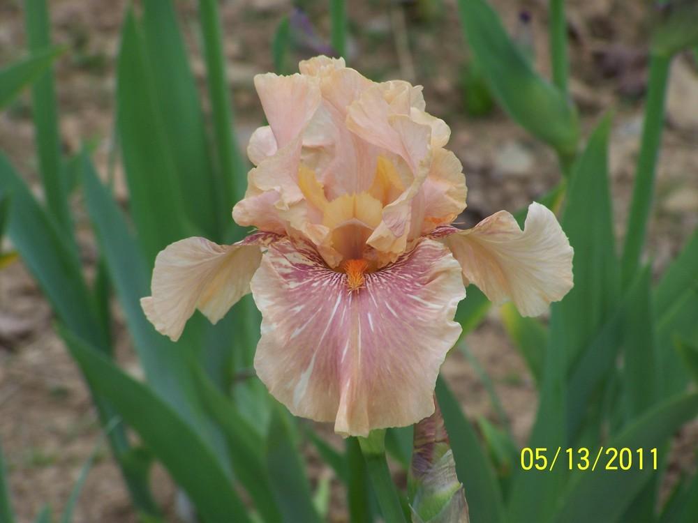 Photo of Tall Bearded Iris (Iris 'Hyenasicle') uploaded by Misawa77