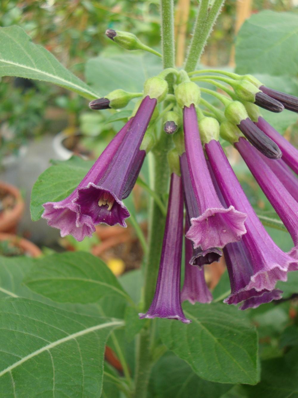Photo of Purple Violet Tubeflower (Iochroma Royal Queen™ Purple) uploaded by Paul2032