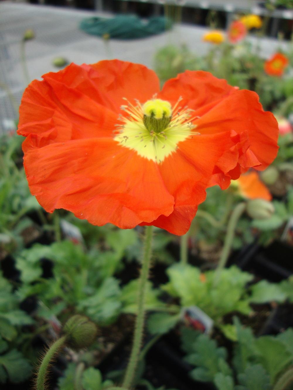 Photo of Iceland Poppy (Papaver nudicaule 'Champagne Bubbles') uploaded by Paul2032