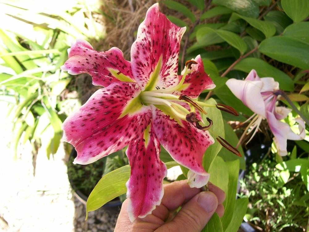 Photo of Lily (Lilium 'Arabesque') uploaded by gwhizz