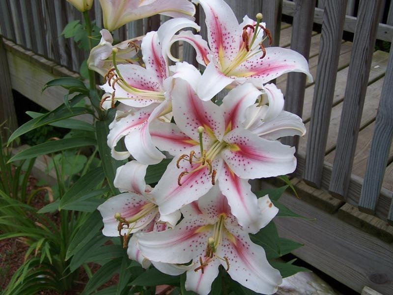 Photo of Lily (Lilium 'Rosey Dawn') uploaded by pixie62560