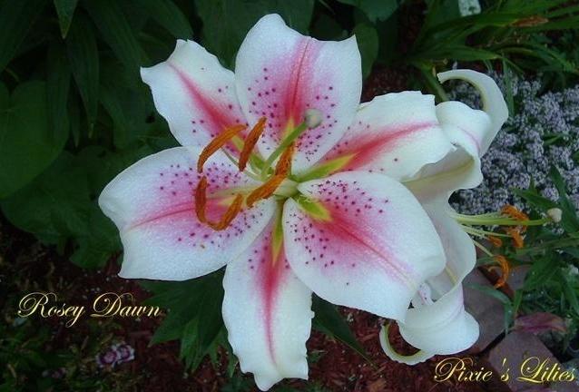 Photo of Lily (Lilium 'Rosey Dawn') uploaded by pixie62560