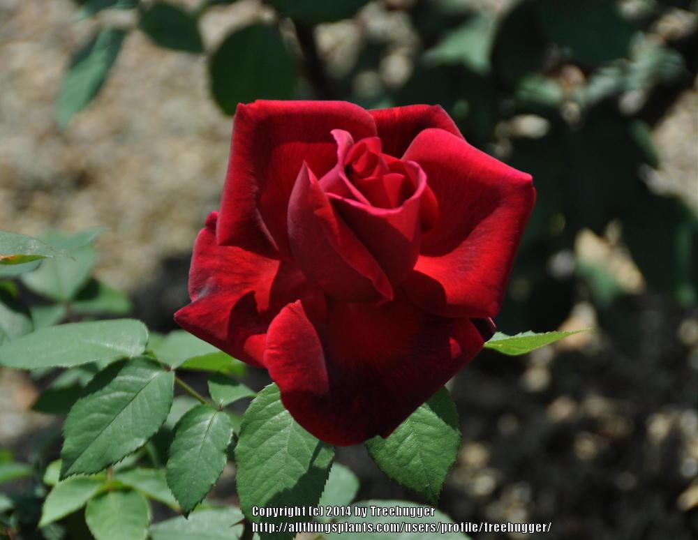 Photo of Hybrid Tea Rose (Rosa 'Mister Lincoln') uploaded by treehugger