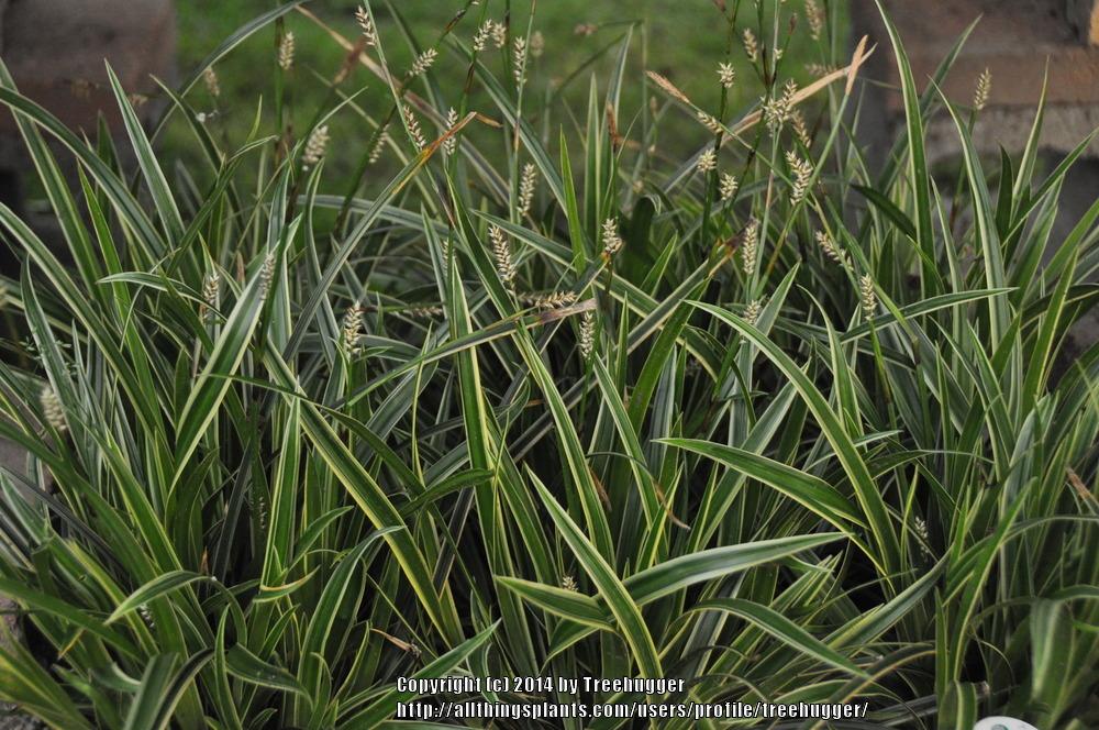 Photo of Japanese Grass Sedge (Carex morrowii 'Ice Dance') uploaded by treehugger