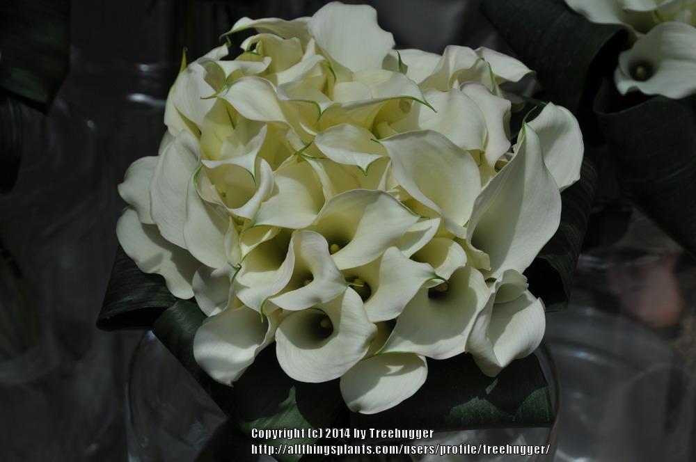 Photo of Calla Lily (Zantedeschia pentlandii 'Crystal Blush') uploaded by treehugger