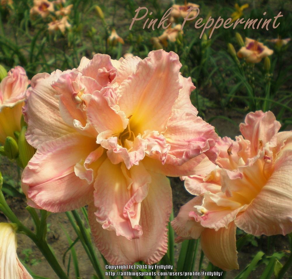 Photo of Daylily (Hemerocallis 'Pink Peppermint') uploaded by Frillylily