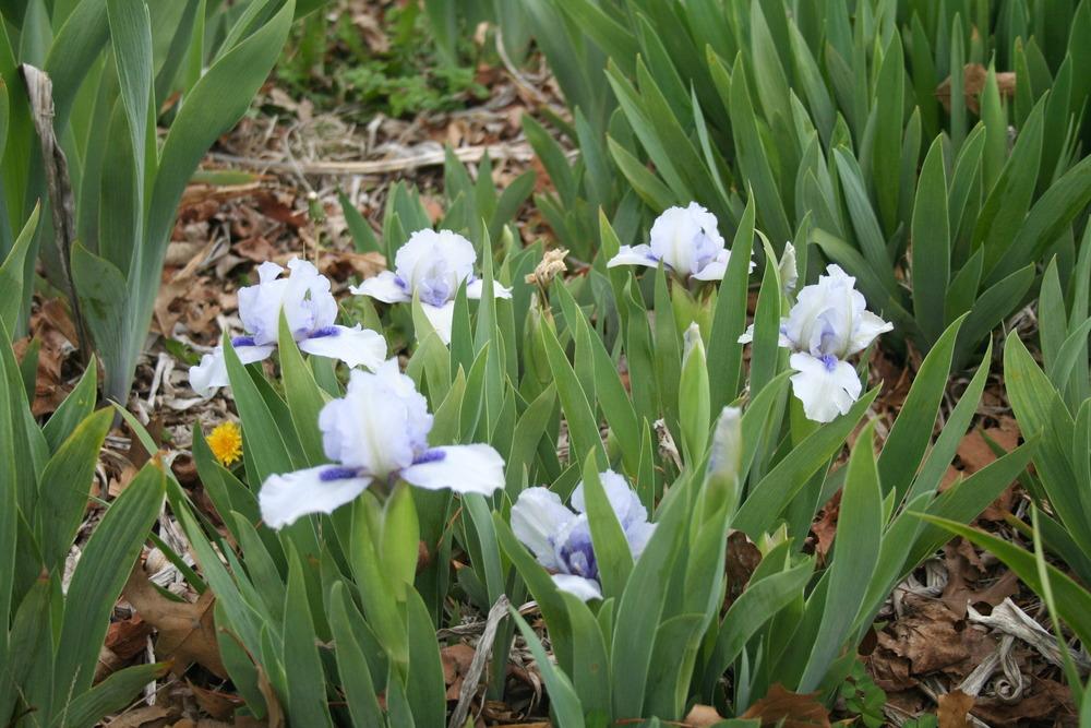 Photo of Standard Dwarf Bearded Iris (Iris 'Forever Blue') uploaded by KentPfeiffer