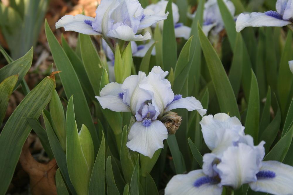Photo of Standard Dwarf Bearded Iris (Iris 'Forever Blue') uploaded by KentPfeiffer