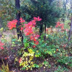 Location: Noble, Oklahoma
Date: Autumn
Striking red foliage