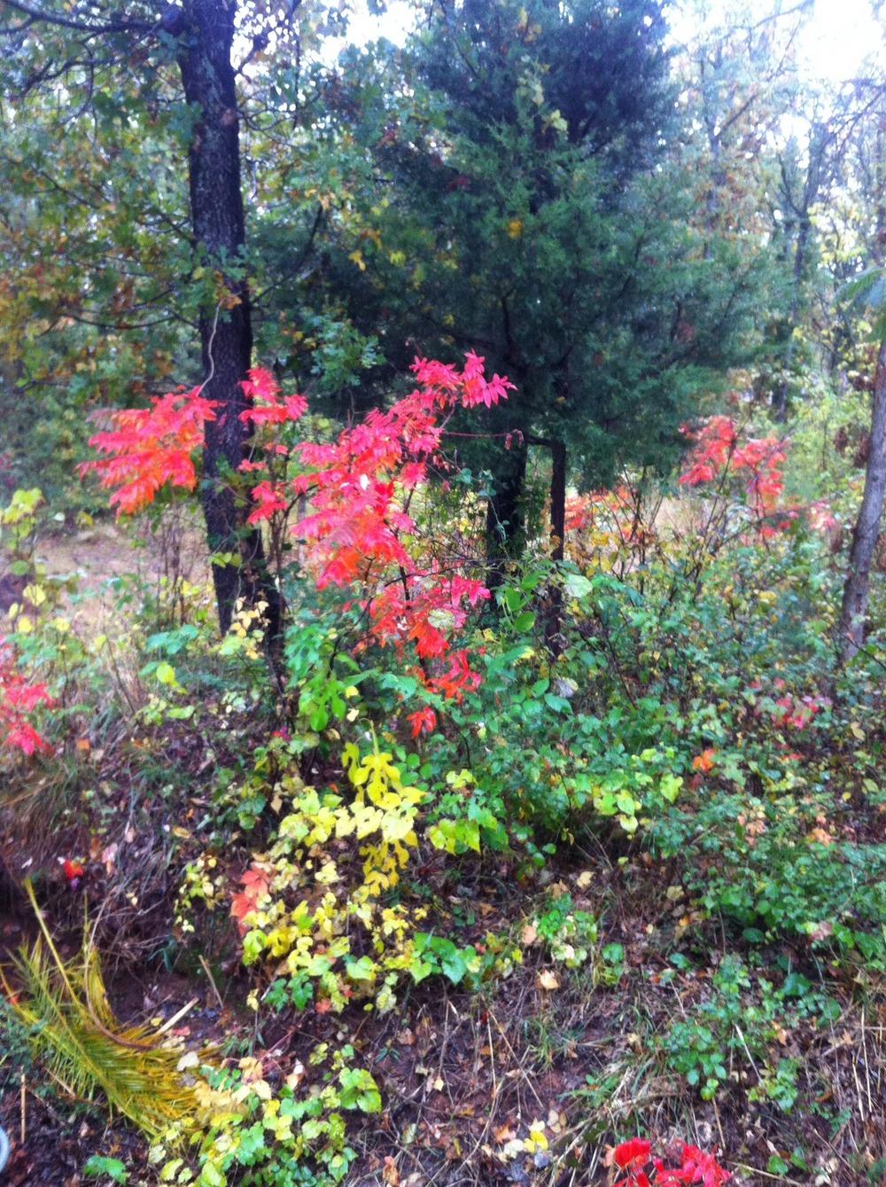 Photo of Staghorn Sumac (Rhus typhina) uploaded by SheaMcCurdy