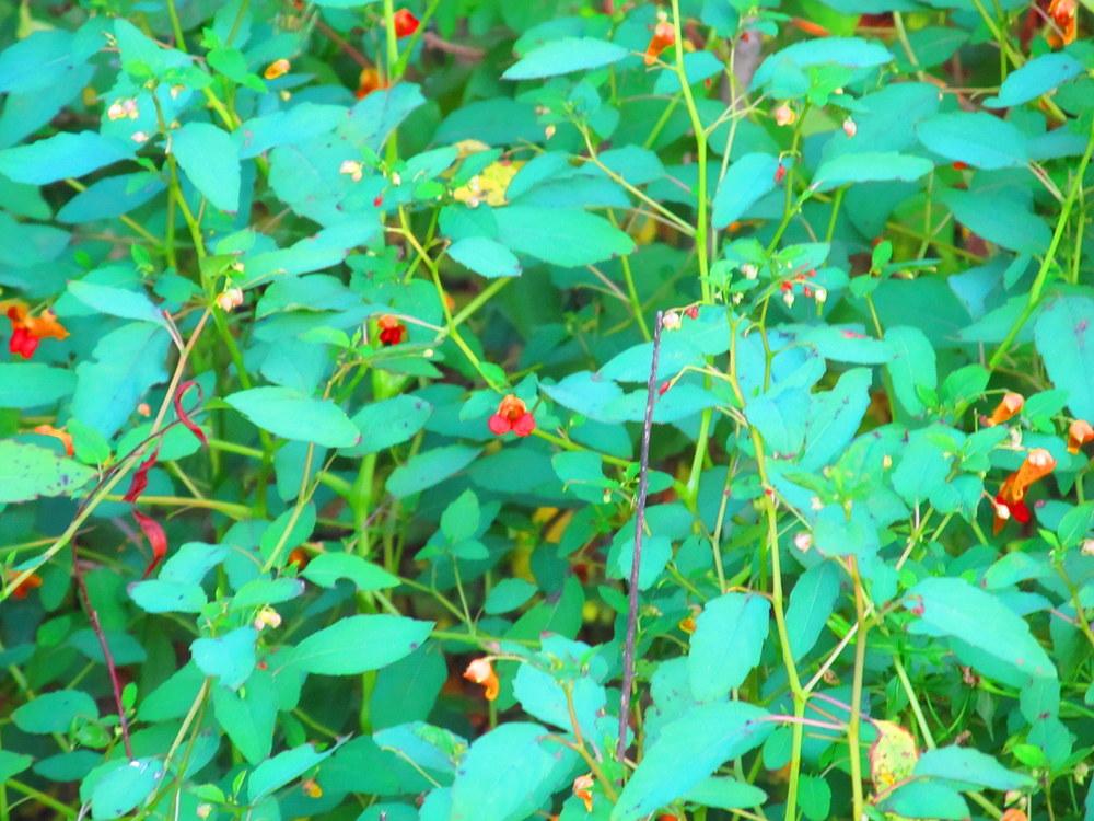 Photo of Orange Jewelweed (Impatiens capensis) uploaded by jmorth
