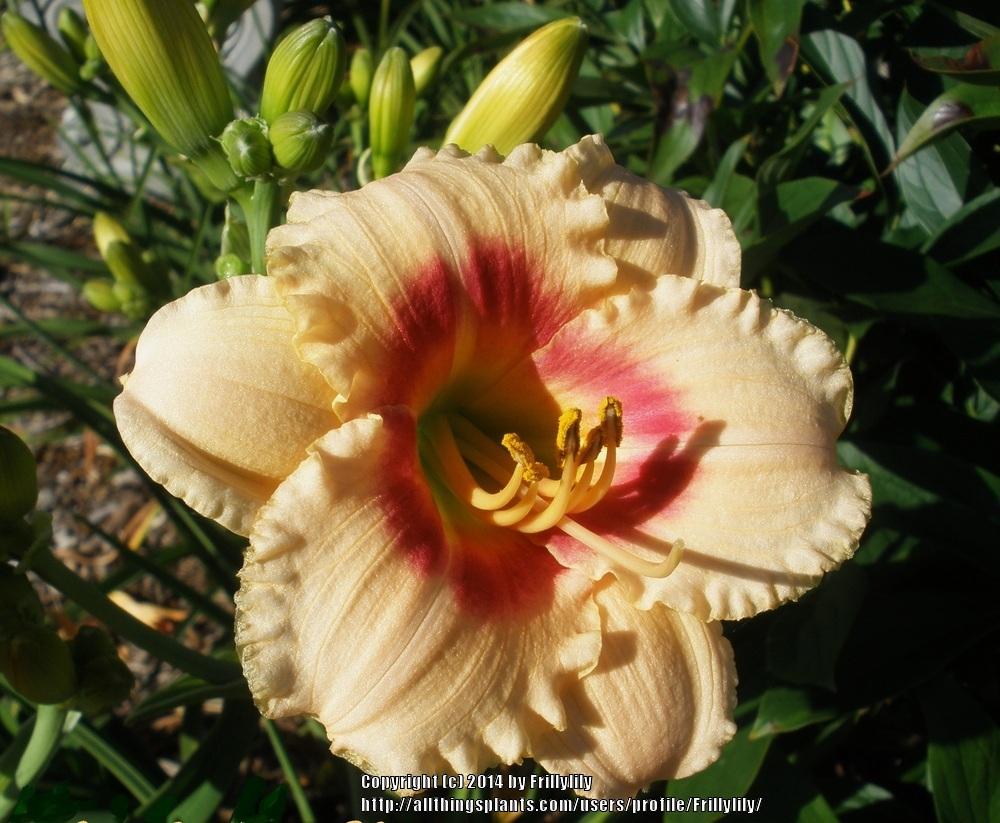 Photo of Daylily (Hemerocallis 'Siloam Virginia Henson') uploaded by Frillylily
