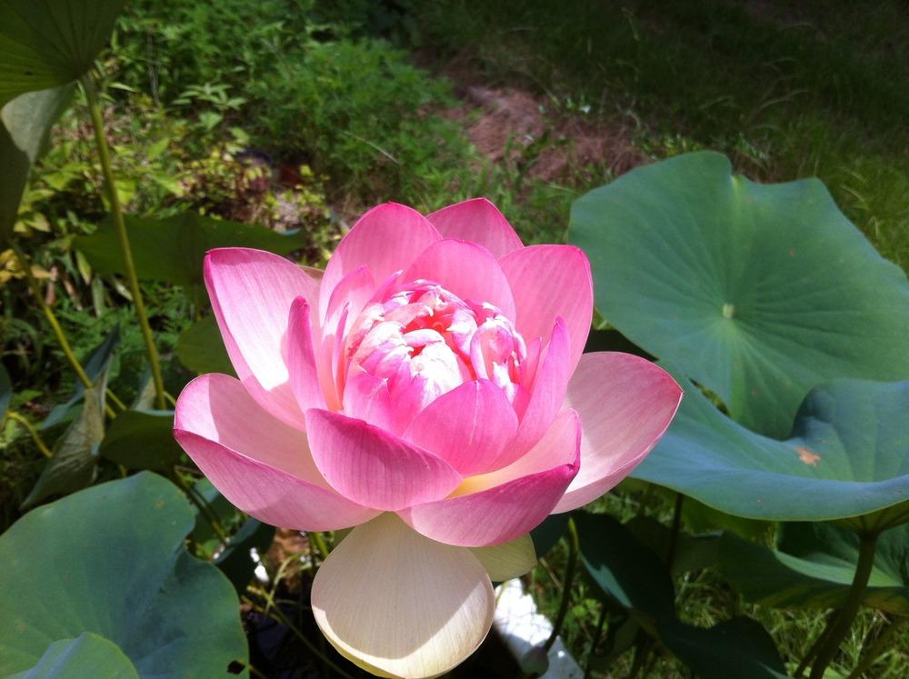 Photo of Lotus (Nelumbo 'Boli Furen') uploaded by Watersprite