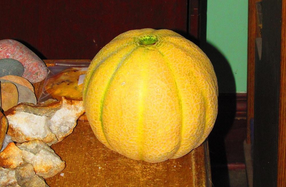 Photo of Cantaloupes (Cucumis melo) uploaded by jmorth