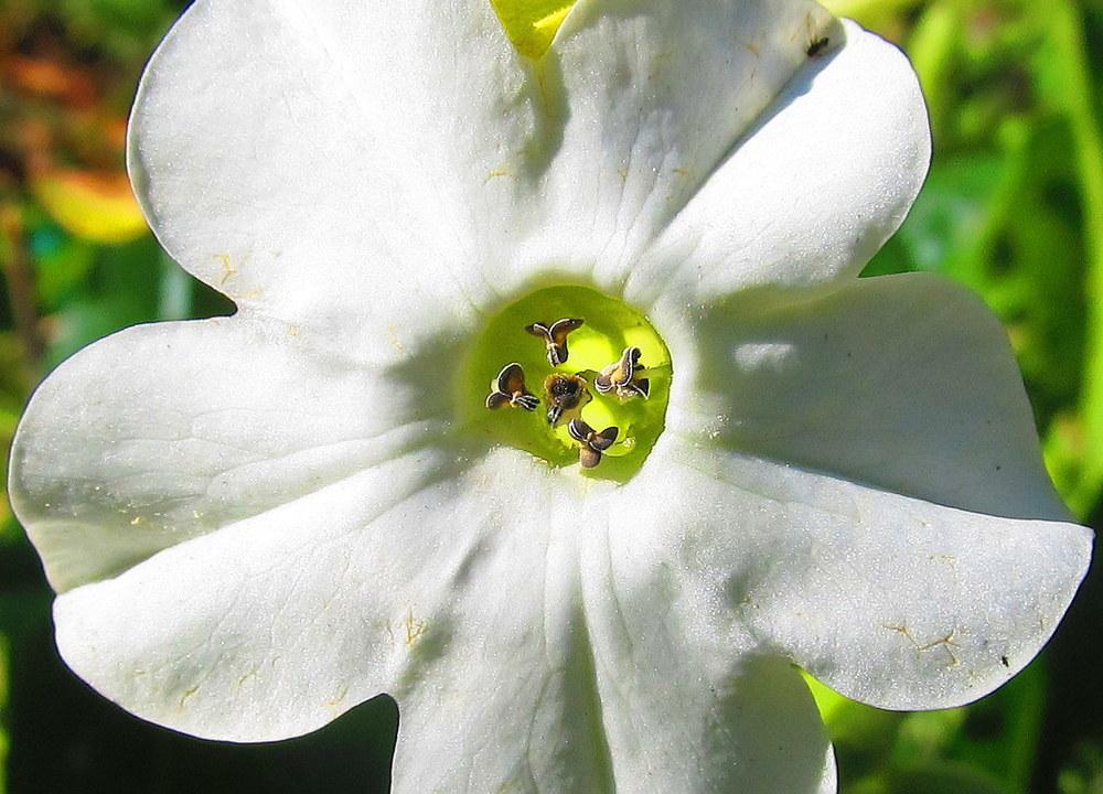 Photo of Flowering Tobacco (Nicotiana alata) uploaded by jmorth