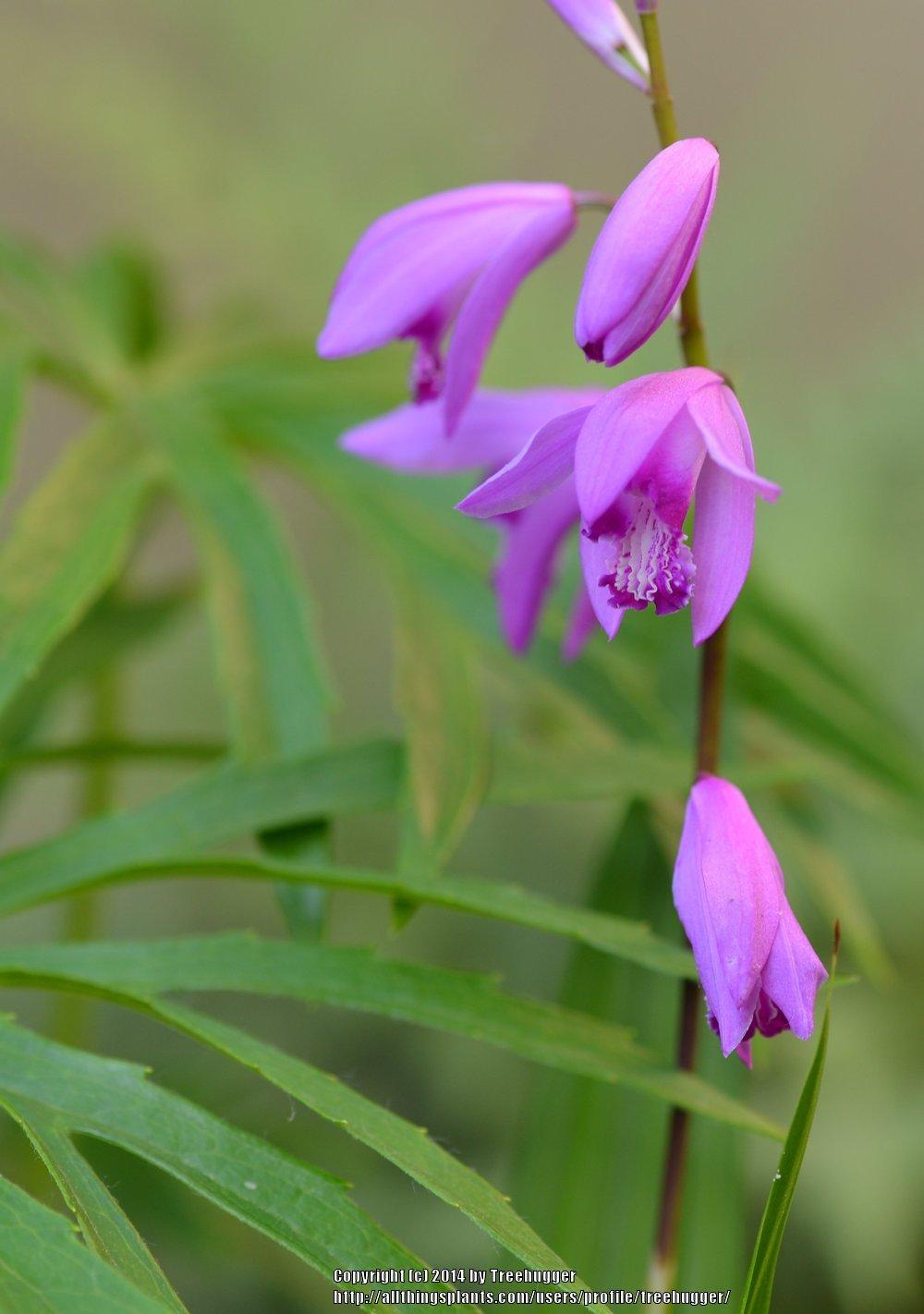 Photo of Chinese Ground Orchid (Bletilla striata) uploaded by treehugger