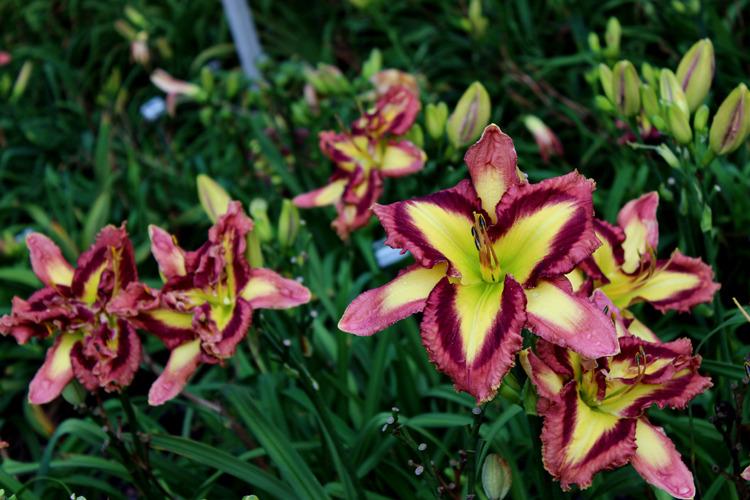Photo of Daylily (Hemerocallis 'Applique Prism') uploaded by Calif_Sue