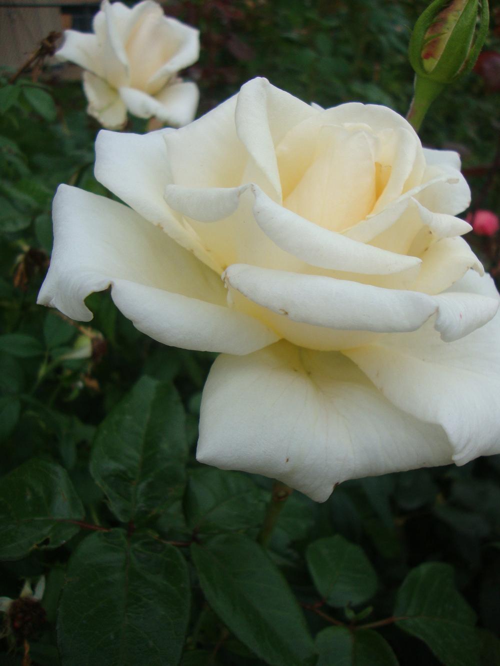 Photo of Rose (Rosa 'Full Sail') uploaded by Paul2032