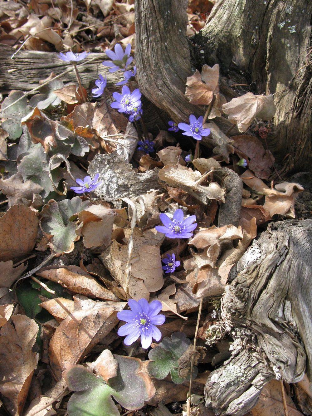 Photo of Hepatica transsilvanica uploaded by growitall