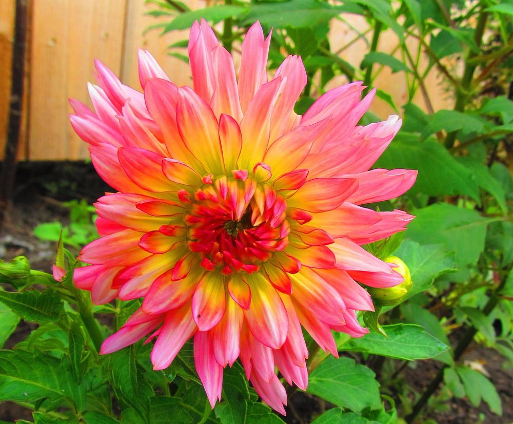 Photo of Dahlia 'Extase' uploaded by jmorth
