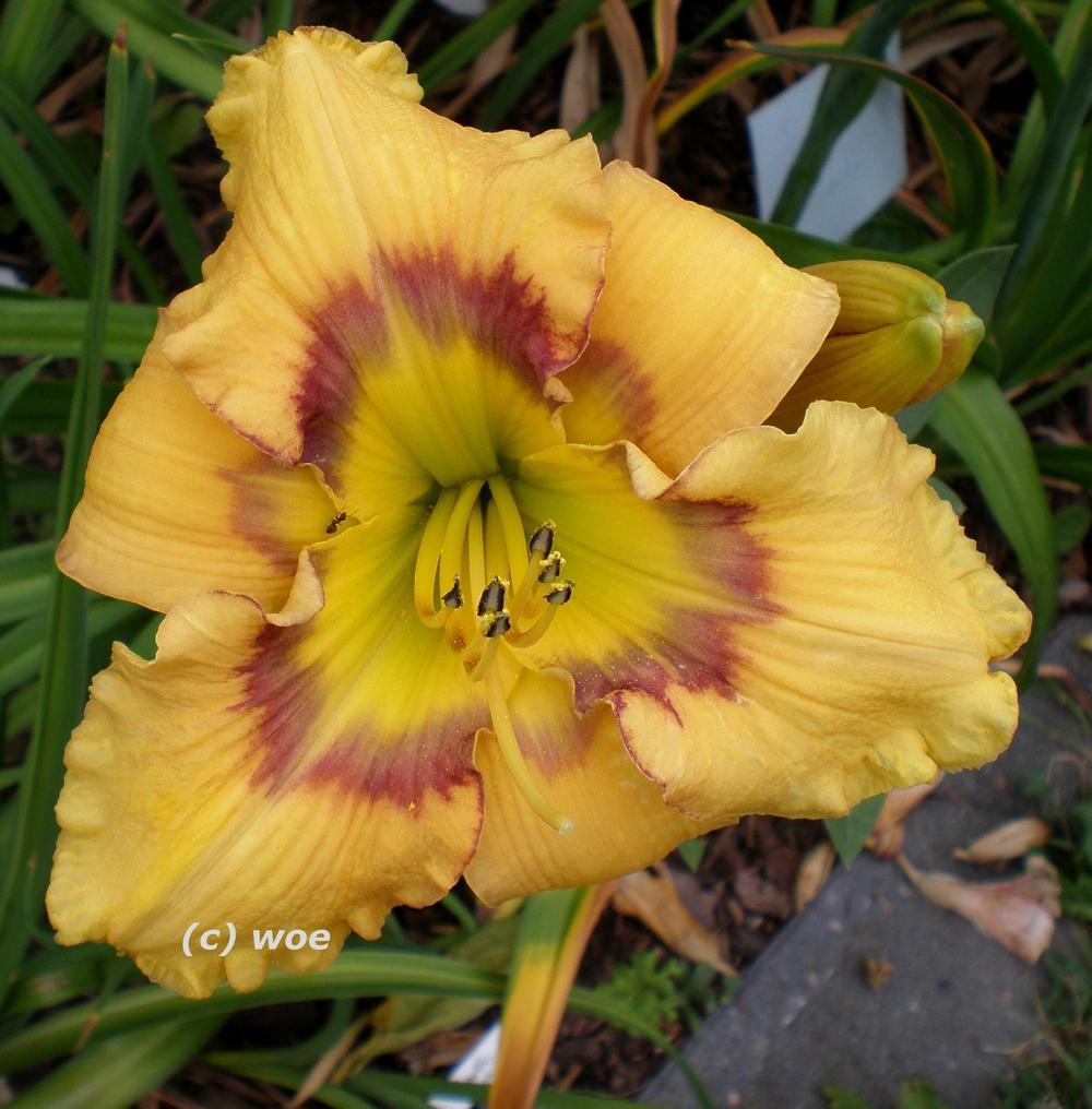 Photo of Daylily (Hemerocallis 'Faces of a Clown') uploaded by mainstreet