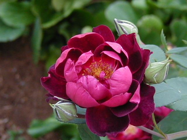 Photo of Shrub Rose (Rosa 'Cardinal Hume') uploaded by RoseBlush1