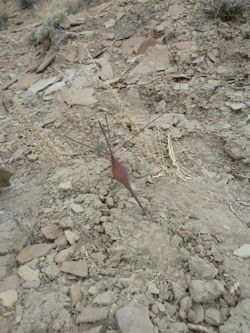 Photo of Desert Trumpet (Eriogonum inflatum) uploaded by growitall