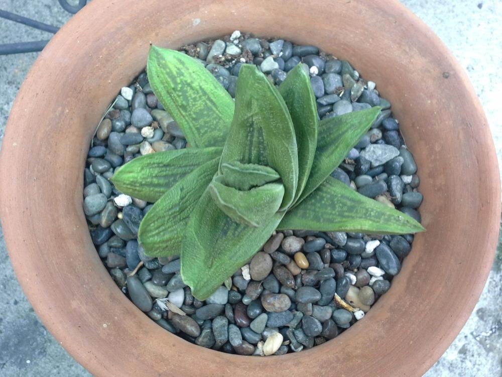 Photo of Gasteria 'Little Warty' uploaded by LAGardengirl
