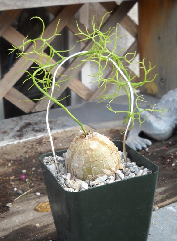 Photo of Climbing Onion (Bowiea volubilis) uploaded by LAGardengirl