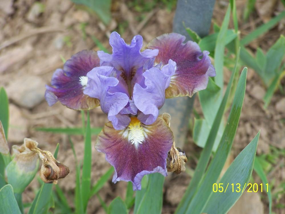 Photo of Standard Dwarf Bearded Iris (Iris 'Devoted') uploaded by Misawa77