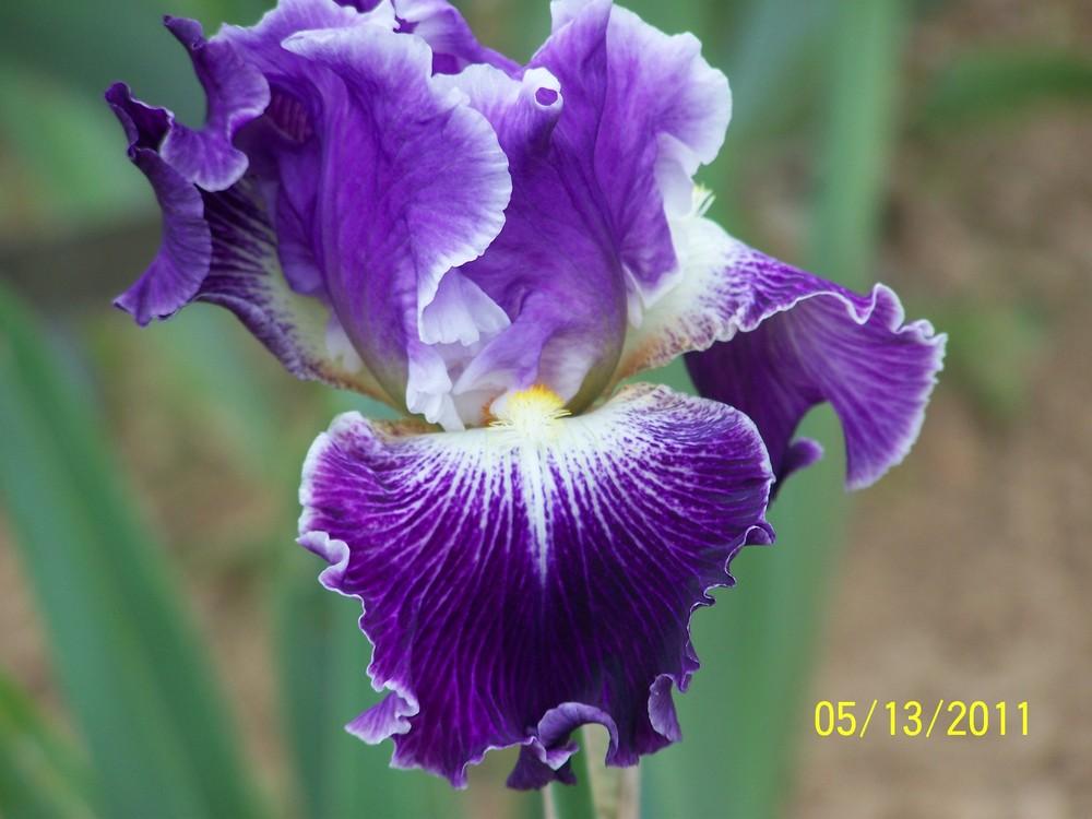 Photo of Tall Bearded Iris (Iris 'Telepathy') uploaded by Misawa77