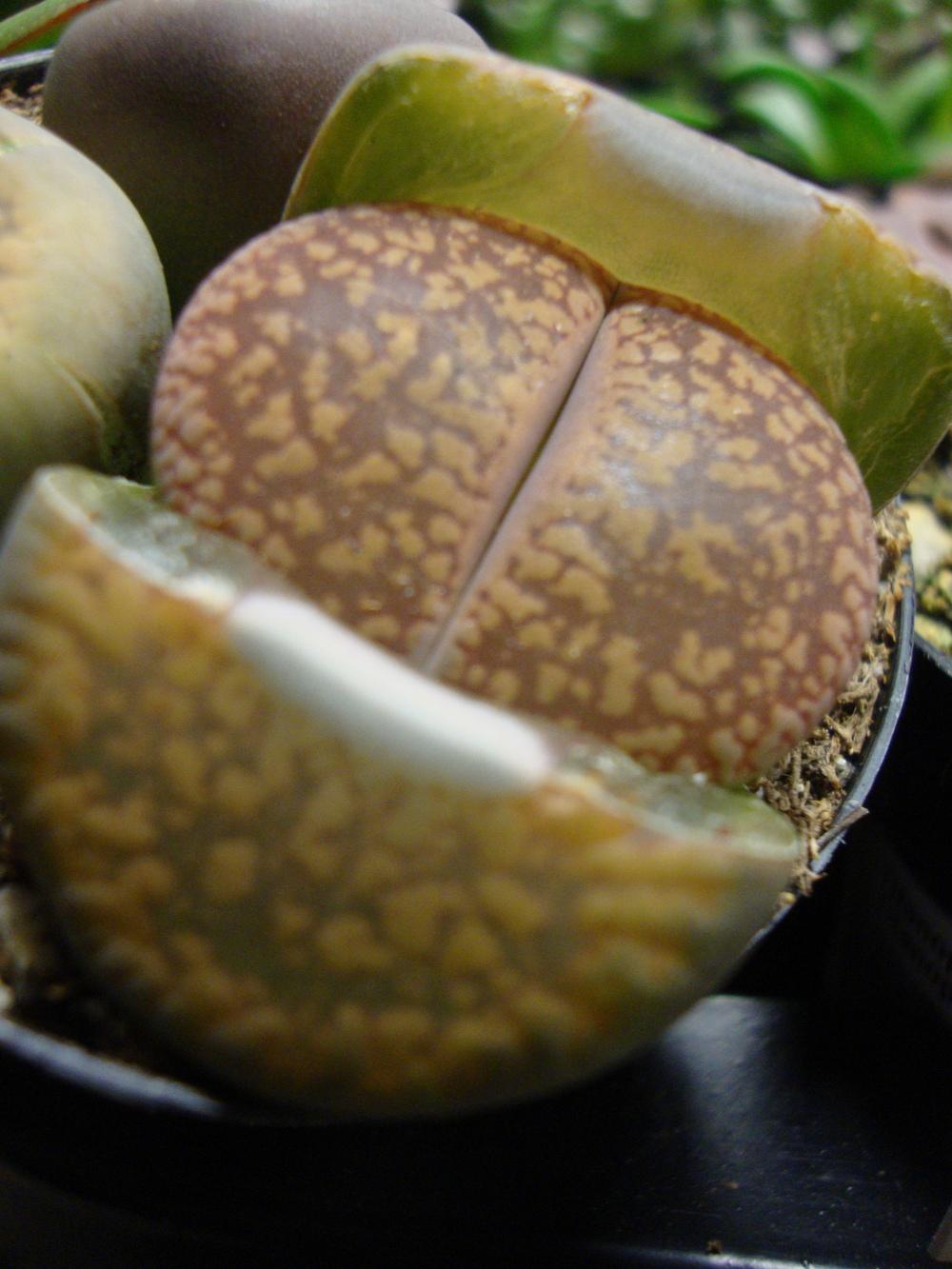 Photo of Living Stones (Lithops) uploaded by Paul2032