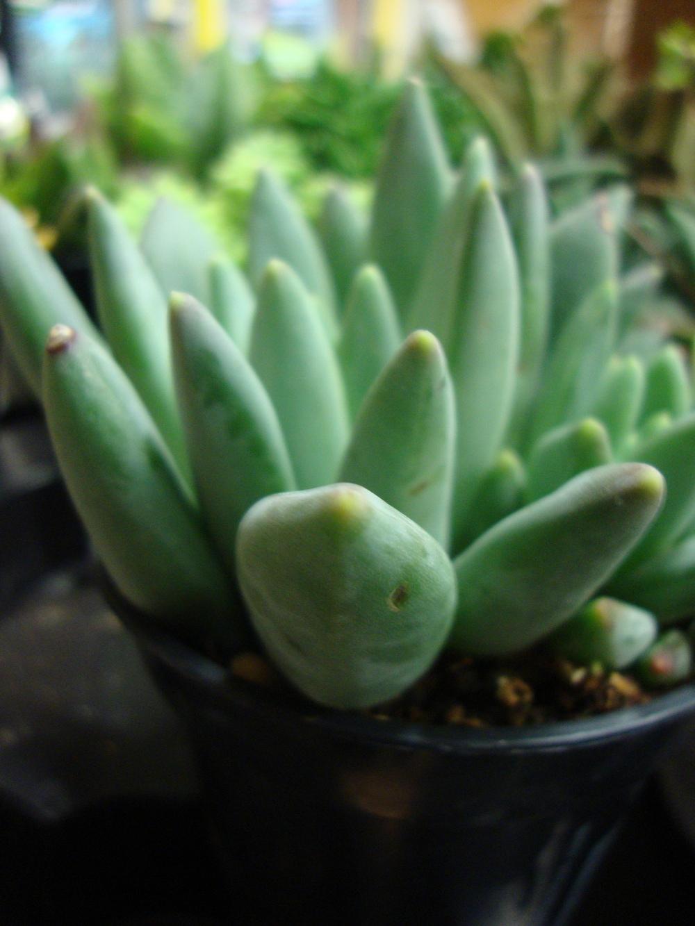 Photo of Pachyveria (XPachyveria 'Little Jewel') uploaded by Paul2032