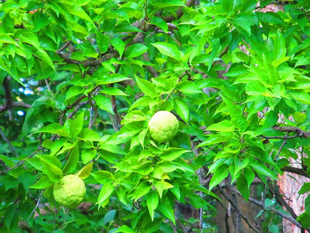 Photo of Osage Orange (Maclura pomifera) uploaded by jmorth