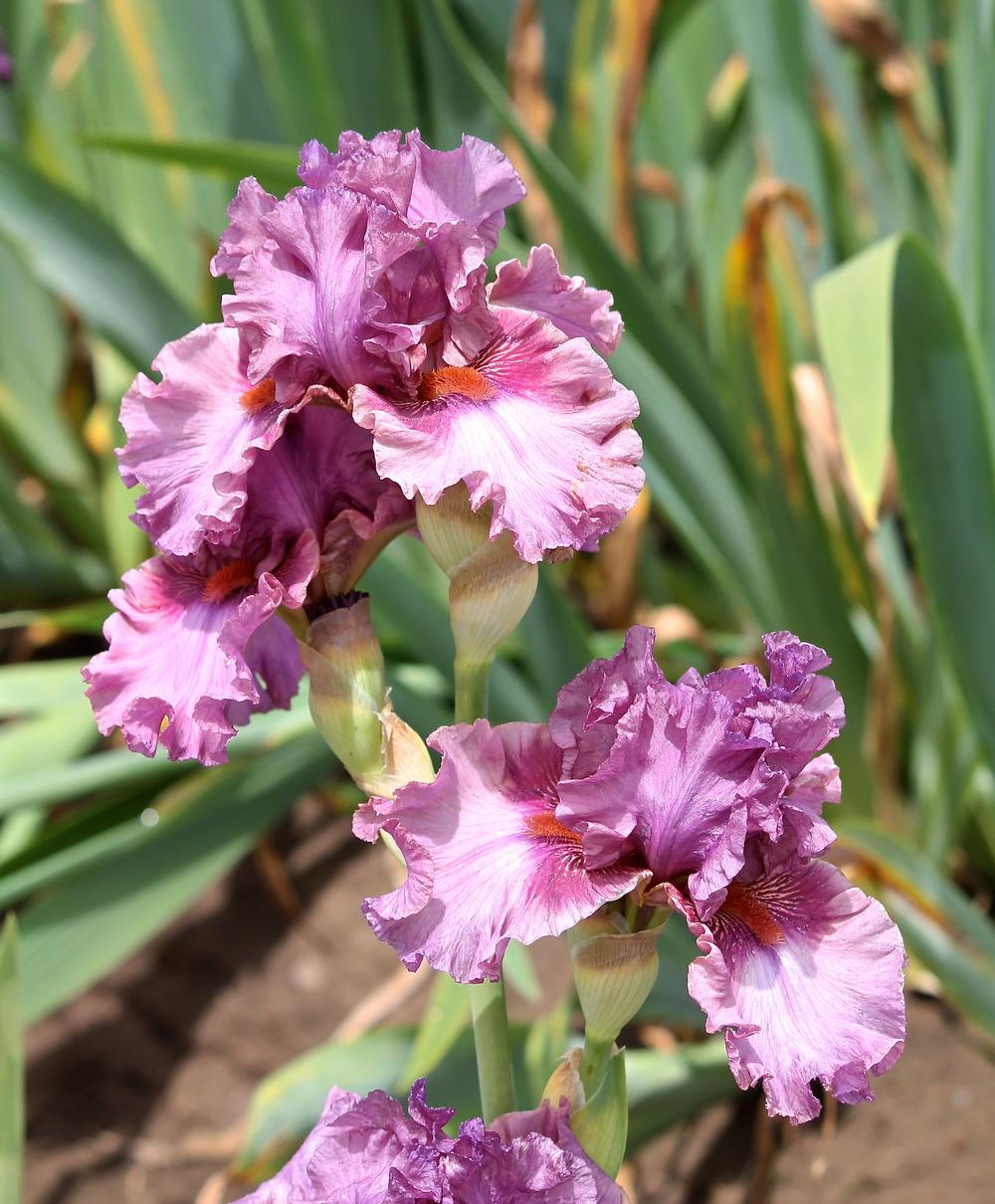 Photo of Tall Bearded Iris (Iris 'Asian Plum') uploaded by ARUBA1334
