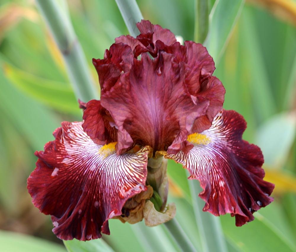 Photo of Tall Bearded Iris (Iris 'Dare Me') uploaded by ARUBA1334
