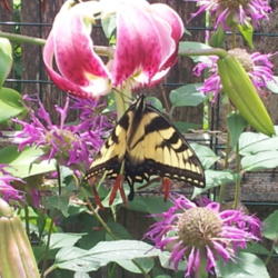 Location: Northeastern Pennsylvania
Date: 2013-07-31
Lilium  "Black Beauty" with Monarda